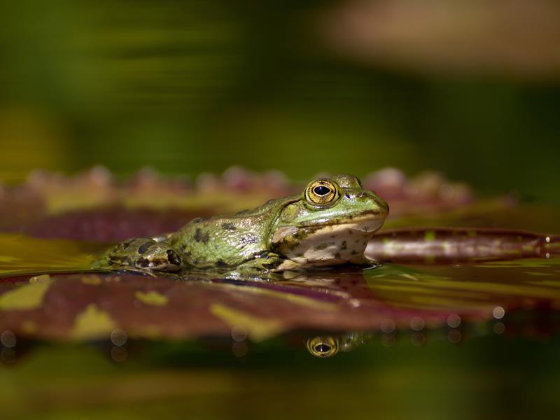 À la tombée de la nuit dans la nature  Langensoultzbach 2026-03-27