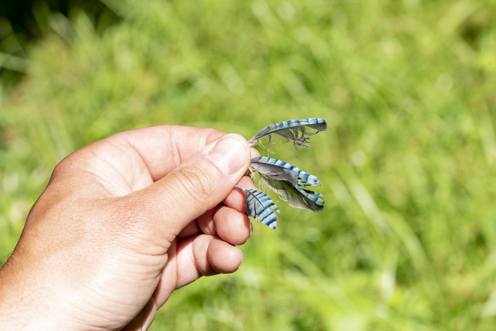 À poils ou emplumés