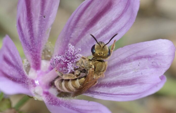 insectes pollinisateurs abeilles