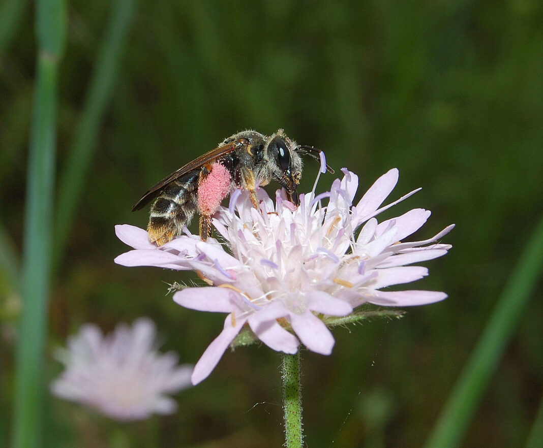 Abeilles & fleurs des champs  Rilhac-Lastours