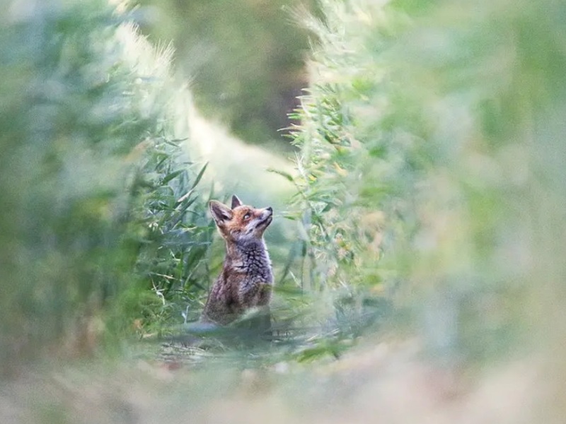 Activités agricoles & biodiversité Conférences et expositions 2 Place de la cathédrale Bazas 2026-04-18