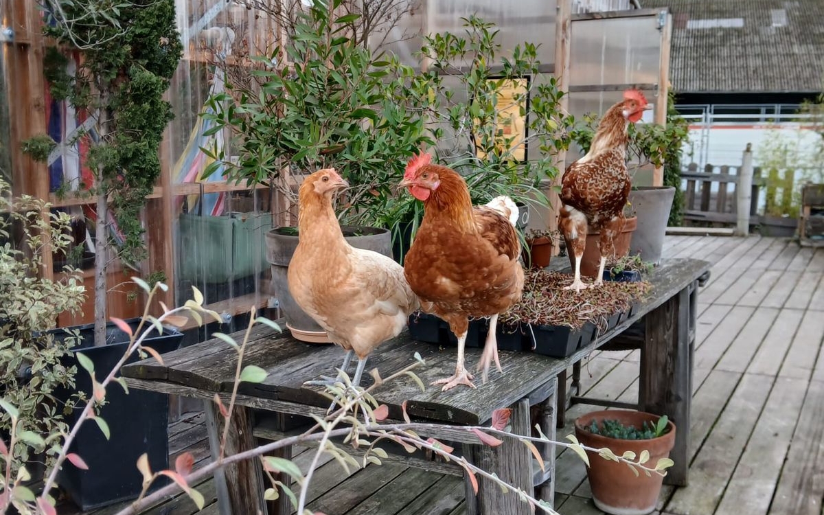 Animation Eclosion d'œufs Ressourcerie Le Plant B  Paris