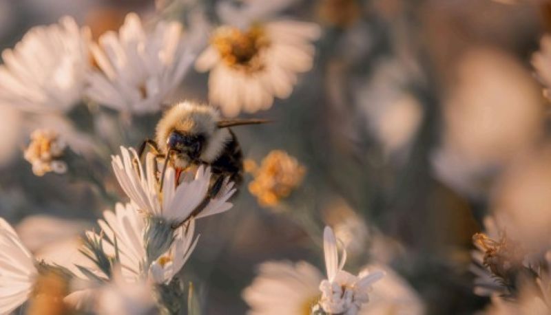 Animation ruche pédagogique