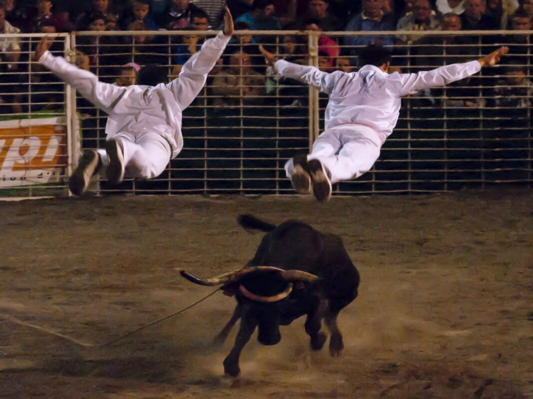 Arènes en fête spectacle de vachettes  Saint-Jean-Pied-de-Port