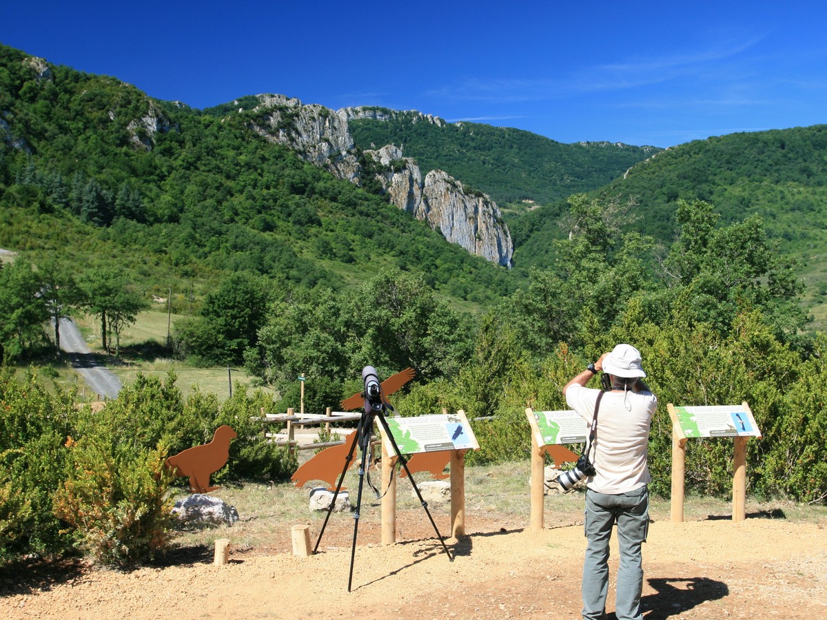 ARTISTES À SUIVRE 2026 OBSERVATOIRE DES VAUTOURS  Bugarach 2026-05-16