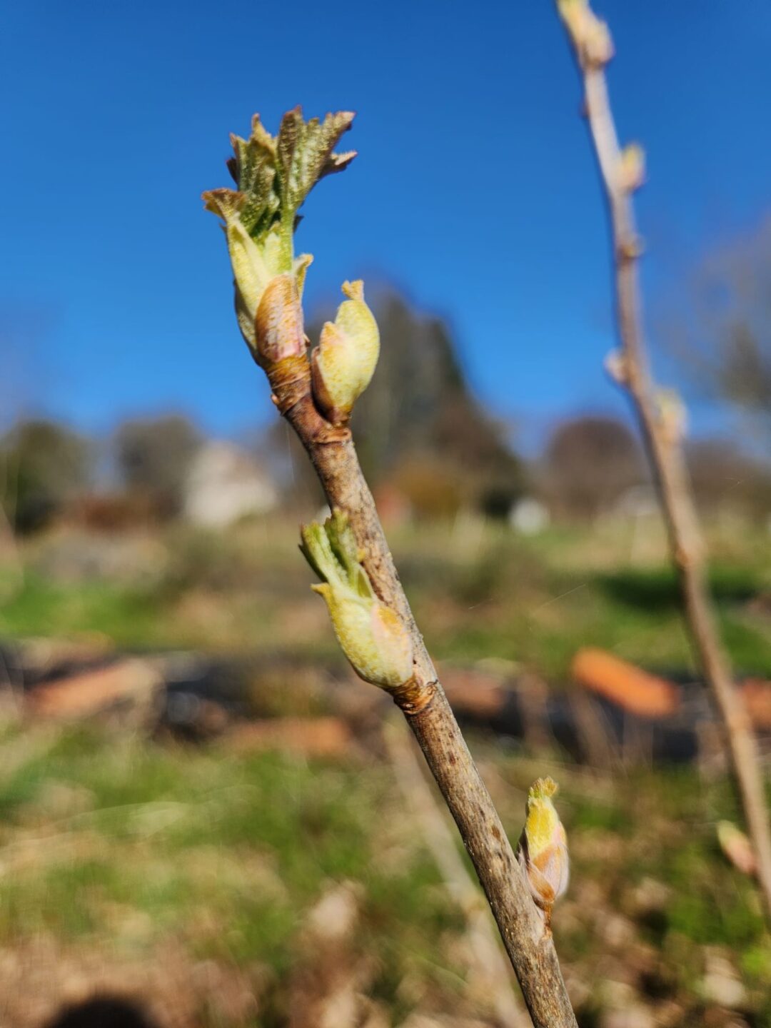 Atelier bourgeons L'Âge du Lac Arnac-la-Poste 2026-04-04