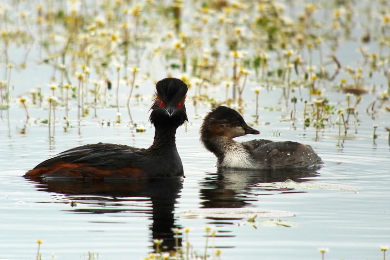 Atelier couleurs végétales  Saint-Michel-en-Brenne 2026-10-20