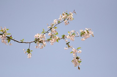Atelier création d'une branche de cerisier en peinture Ouzouer-sur-Loire 2026-04-21