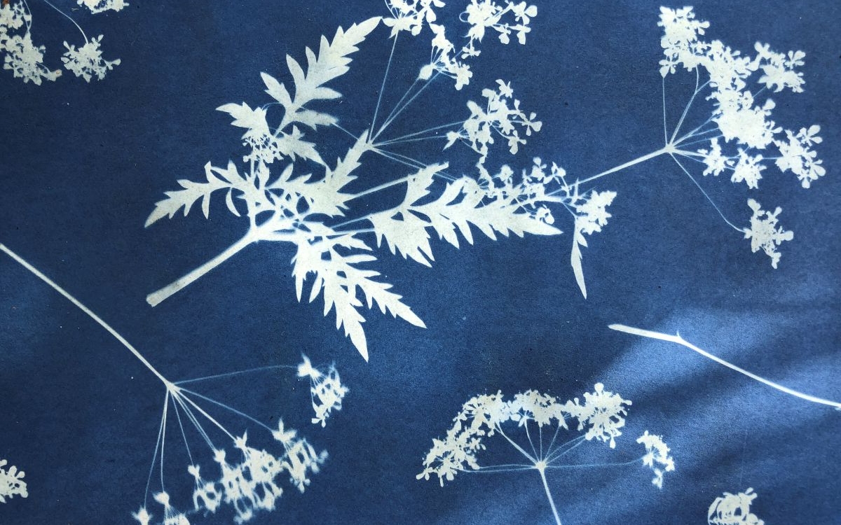 Atelier Cyanotype Le Plant B