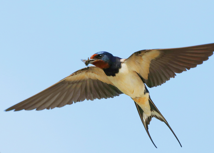 Atelier des p&rsquo;tits curieux Fabrique ton nichoir à hirondelles Office de Tourisme du Fronsadais Saint-Germain-de-la-Rivière