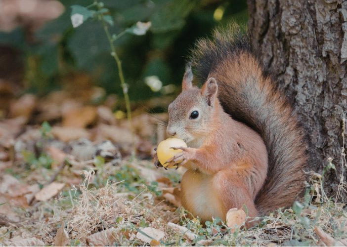 Atelier des p&rsquo;tits curieux Fabrique un nichoir à écureuil Office de Tourisme du Fronsadais Saint-Germain-de-la-Rivière