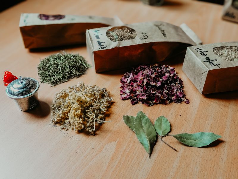 Atelier nature (ados et adultes) l'univers des plantes Le Tourp