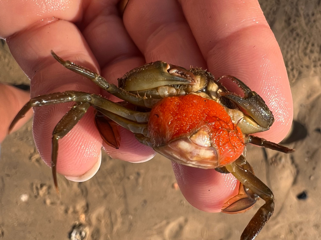 Atelier pêche à pied Barrage du lac marin Vieux-Boucau-les-Bains 2026-04-08