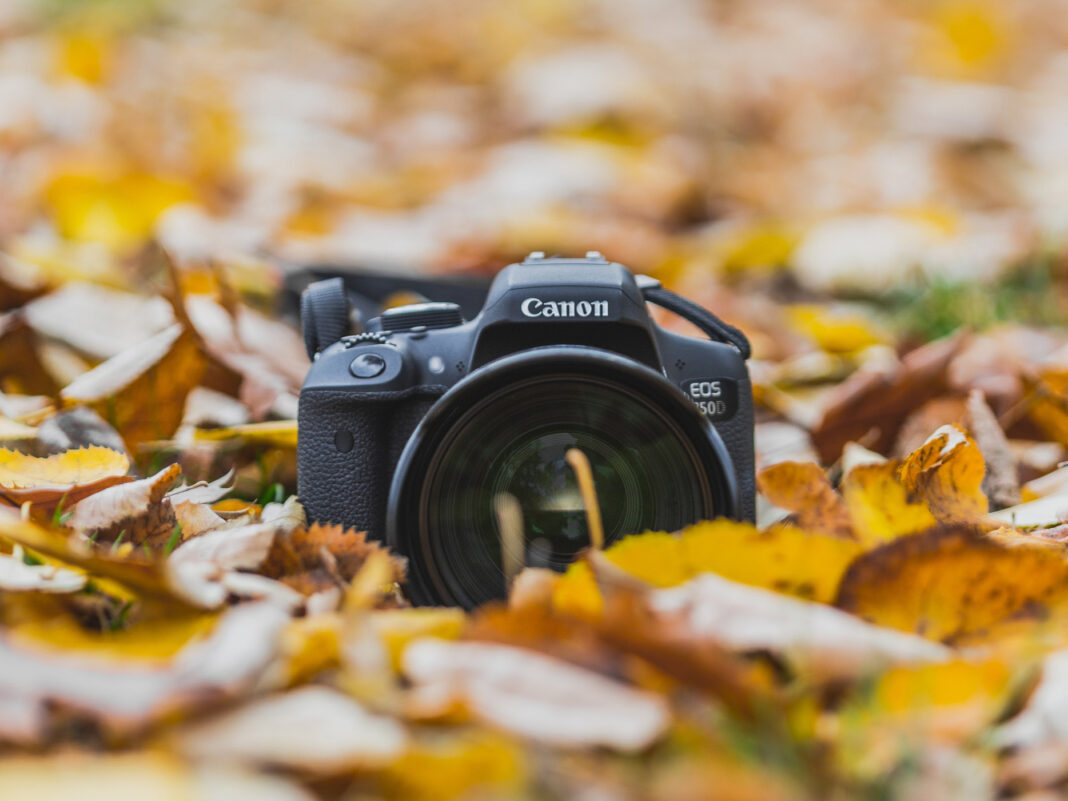 Atelier photos Portraits d&rsquo;arbres  Ingrannes