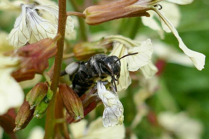 Atelier "SPIPOLL" Les Terrasses du Bosquet Alès