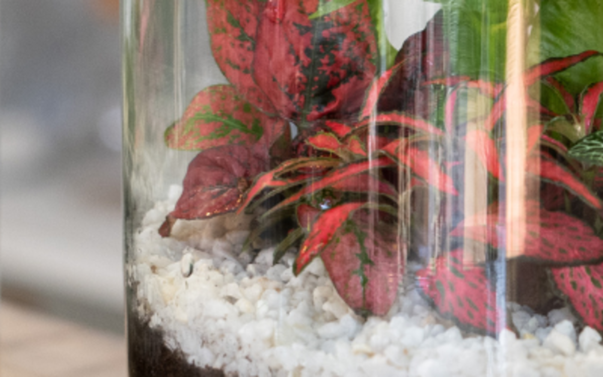 Atelier Terrarium Ressourcerie Le Plant B  Paris