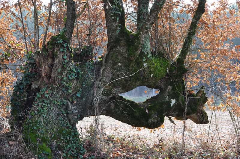 Au coeur de la vallée des Chézeaux  Rivarennes 2026-06-06