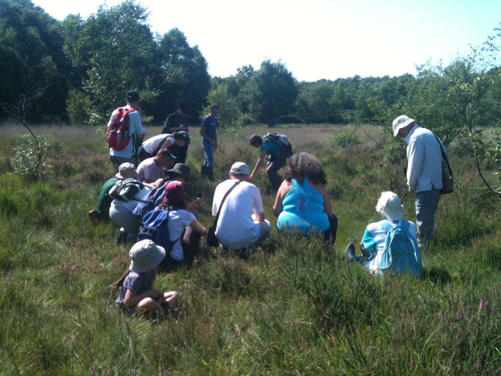 Au pays des plantes carnivores à la lande des Cent Vergées  Jullouville