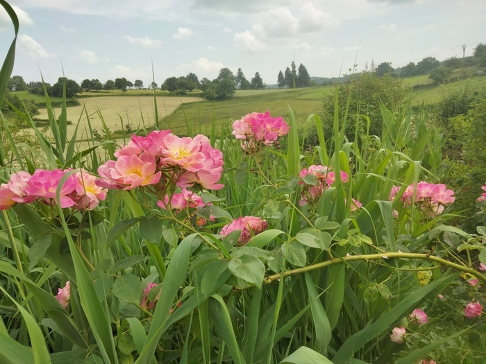 Balade au jardin Le jardin de La Bourdasse Saint-Merd-la-Breuille Balade au jardin Le jardin de La Bourdasse Saint-Merd-la-Breuille