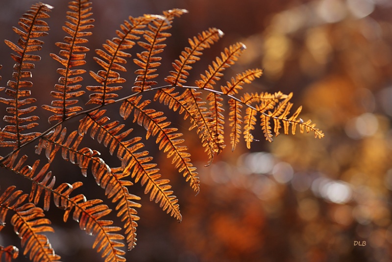 Balade automnale  Saint-Michel-en-Brenne 2026-09-02