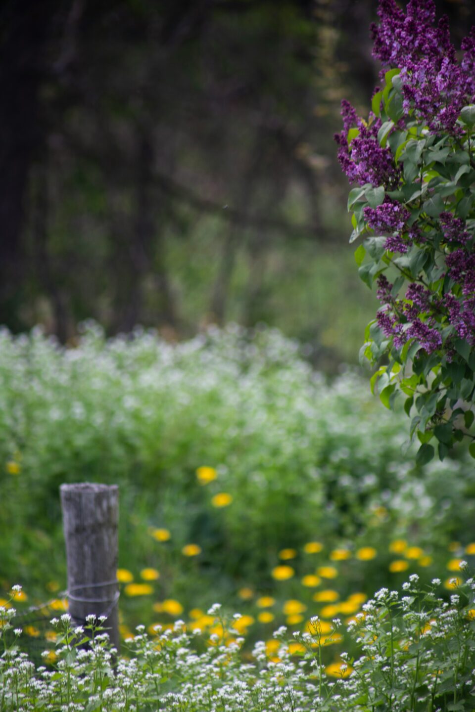 Balade Botanique avec Wawa 64 Place Luctérius Vayrac 2026-04-04