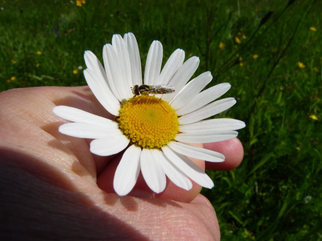 Balade botanique et rencontre avec les pollinisateurs  Dournazac