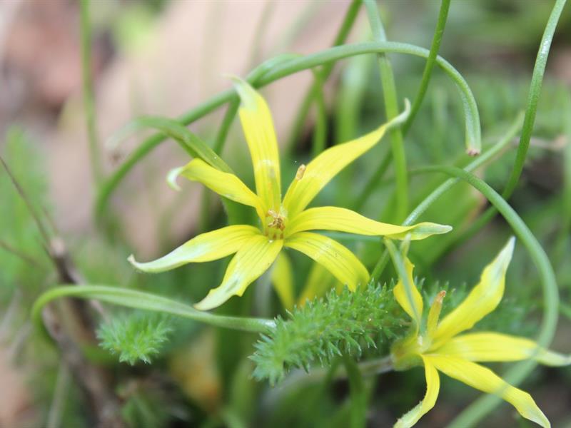 Balade Botanique Plantes sauvages printanières en ville  Pont-à-Mousson 2026-03-22