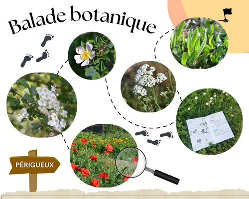 Balade découverte des plantes sauvages 74 Chemin de Beaupuy Périgueux 2026-04-25