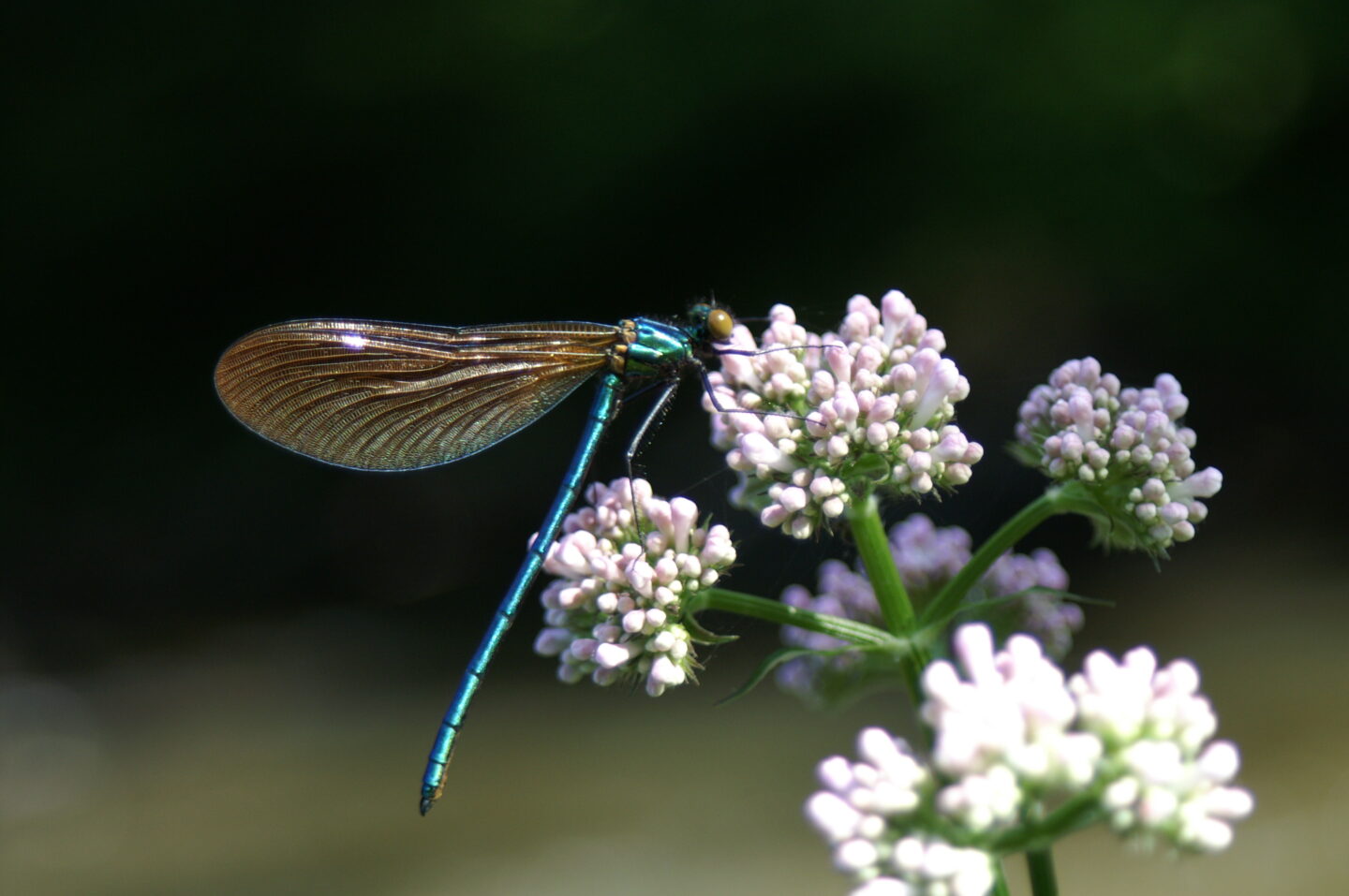 Balade Découverte Du bon usage des plantes sauvages  Reygade 2026-04-12