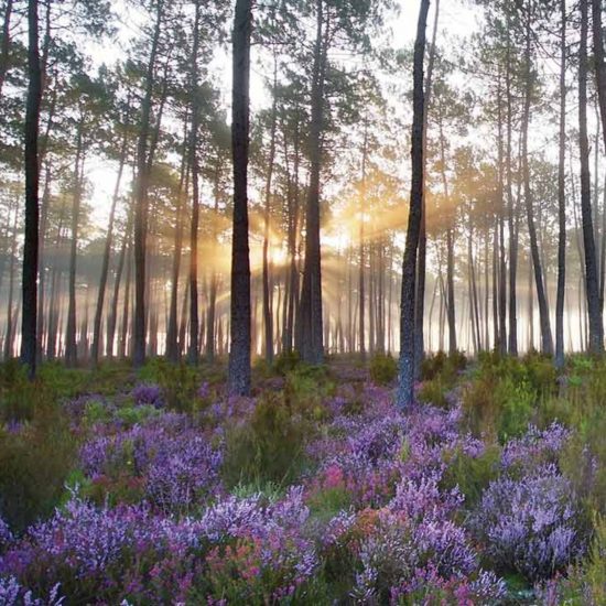 Balade en forêt  Vieux-Boucau-les-Bains