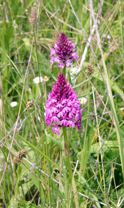 Balade et échanges sur les orchidées sauvages de territoire