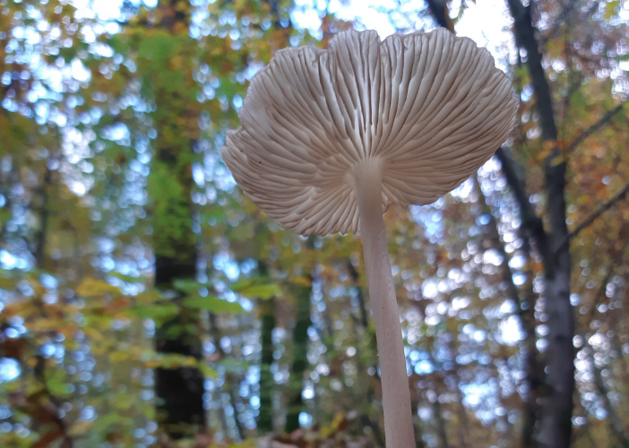 Balade guidée Le monde merveilleux des champignons 6 rue de Goffre Saint-Germain-de-la-Rivière 2026-04-08