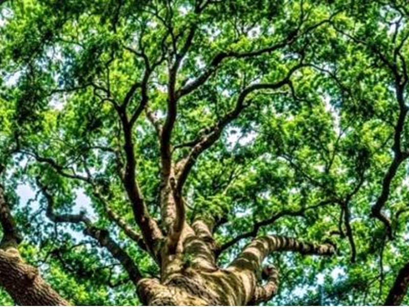 Balade naturaliste Bain de forêt Relais Nature Hostens 2026-03-25