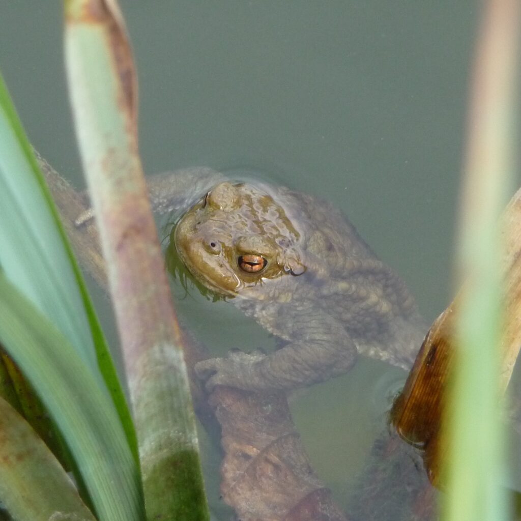 Balade nature Les Mares de Villenouan  Lailly-en-Val 2026-04-25