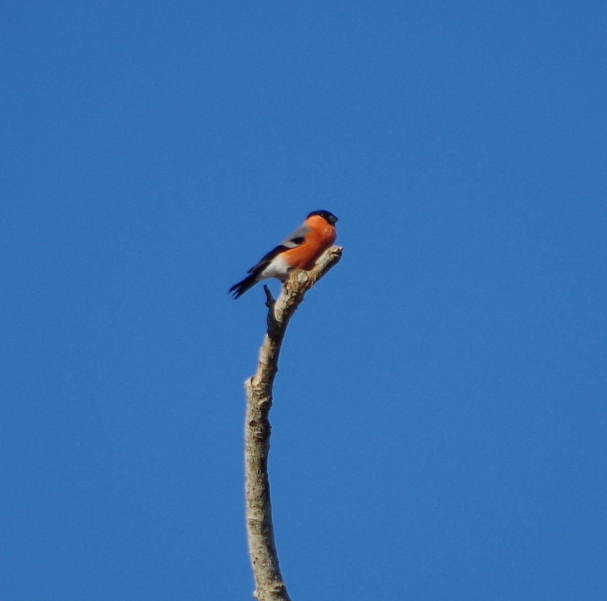 Balade nature oiseaux Camping du Lac Sainte-Eulalie-en-Born