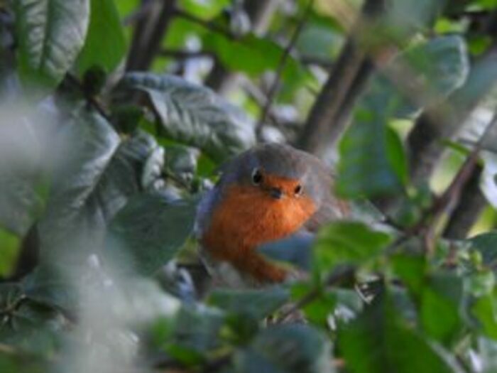 Balade ornithologique Chantepie Chantepie