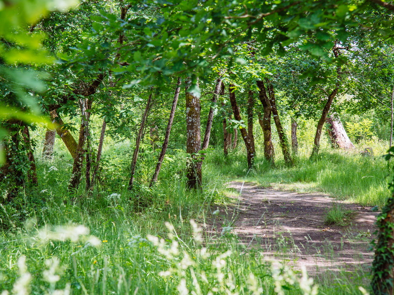 Balade sensorielle et immersive en forêt  Lanton 2026-04-16