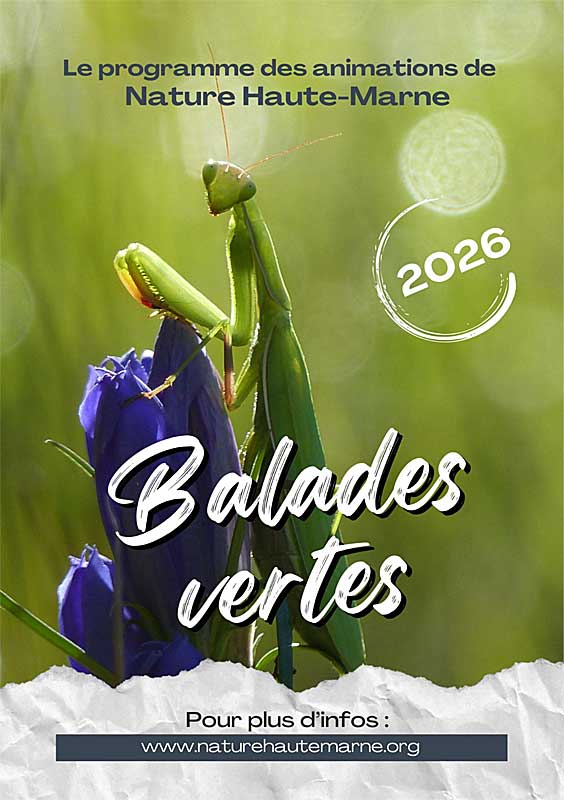 Balades Vertes en Haute-Marne Billebaude lors de la bascule entre été et automne Rendez-vous place de la mairie Fayl-Billot 2026-10-04