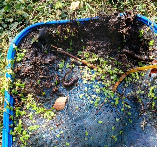 Biodiversité des mares Beaulieu-sur-Loire 2026-04-16