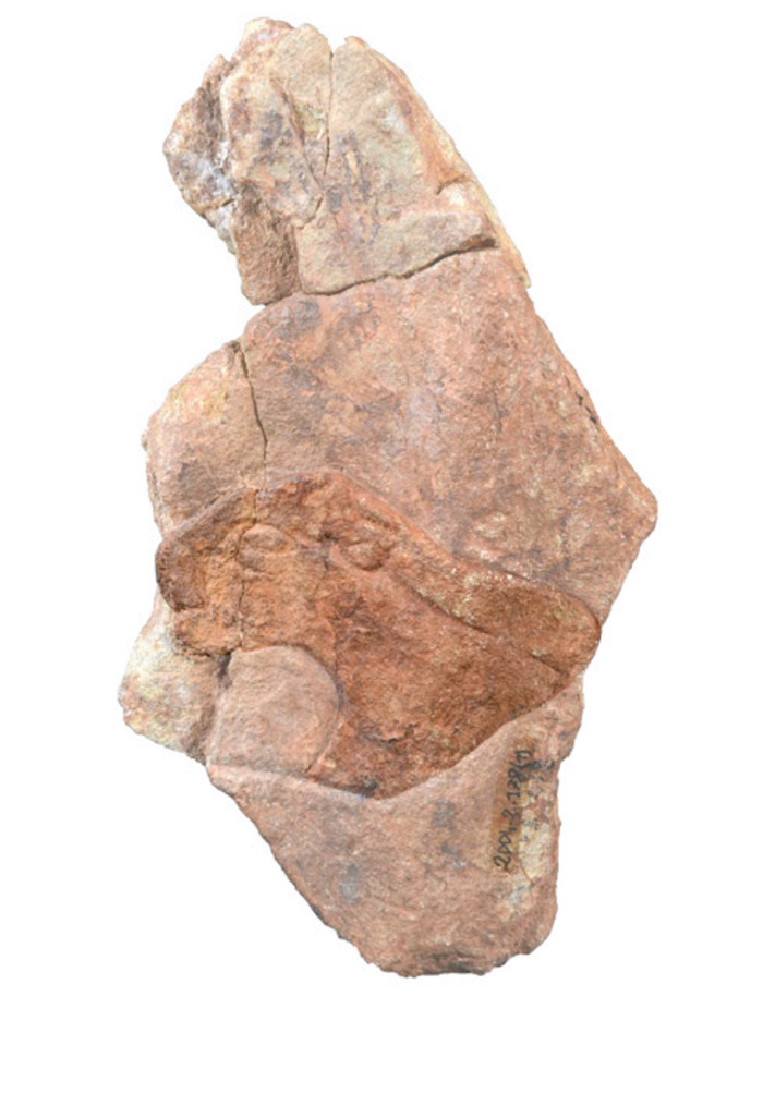 Café-rencontre : Dans les coulisses de l'exposition Trésors de la Préhistoire en Auvergne musée d'art Roger-Quilliot Clermont-Ferrand