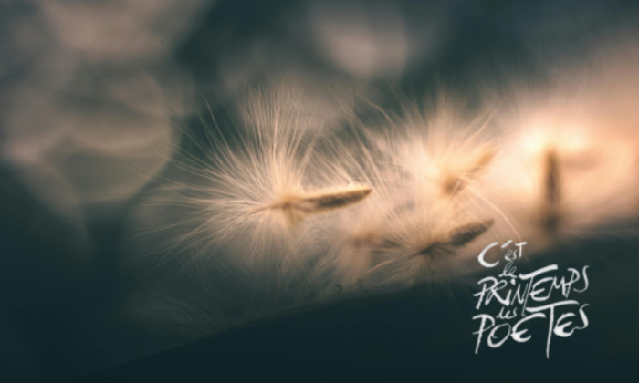 Cartes poétiques ensemencées : quand les mots prennent racine Médiathèque Léopold Sédar Senghor