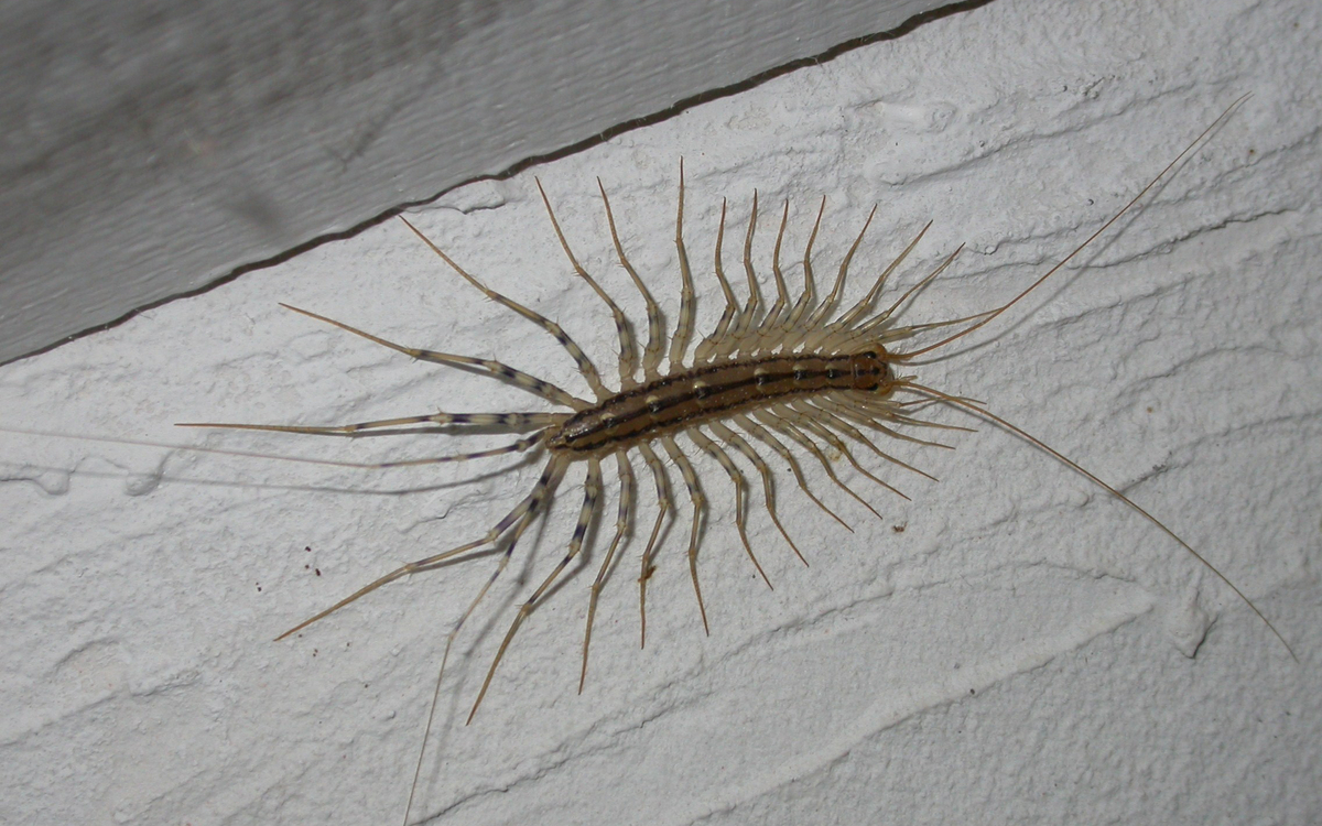 Ces petites bêtes qui s'invitent dans nos habitations Maison de l'animal  Paris