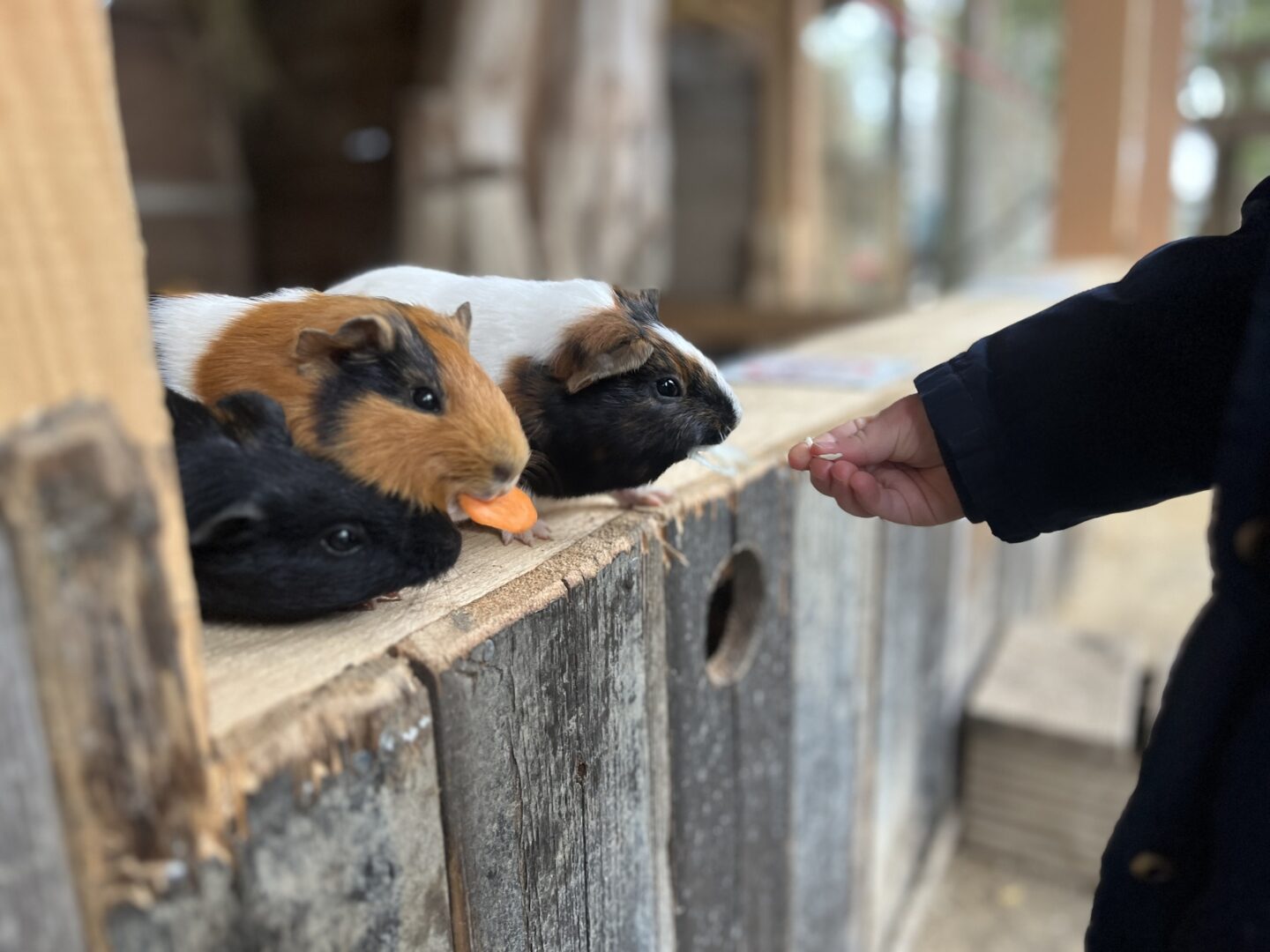 Chasse aux Trésors de Printemps Champ Paillot Mamirolle 2026-04-04