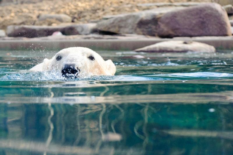 Ciné sous les étoiles 11 avenue de la 1ère Division Blindée Mulhouse 2026-08-26
