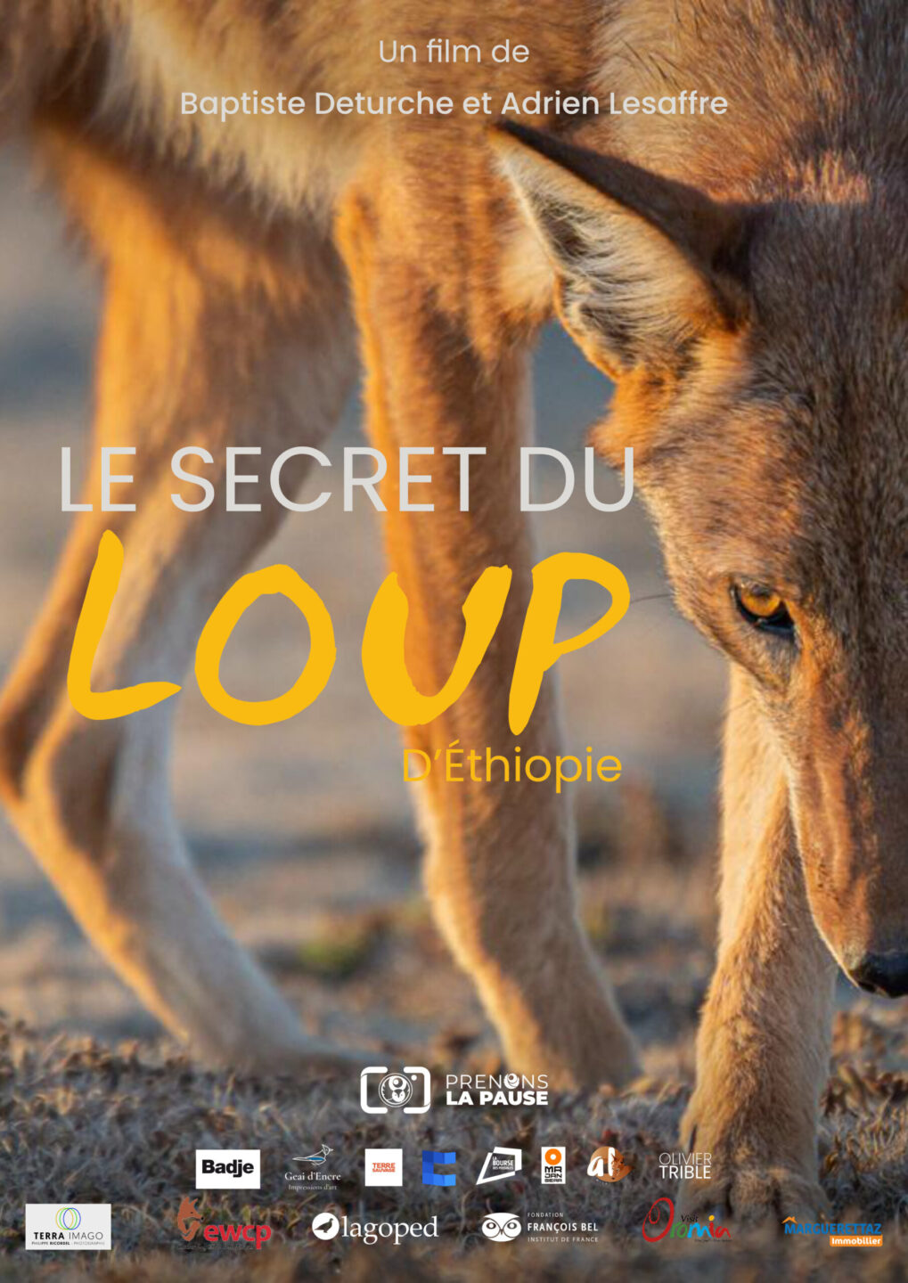 CINÉMA SÉANCE OXYGÈNE FAMILLE LE SECRET DU LOUP D'ÉTHIOPIE