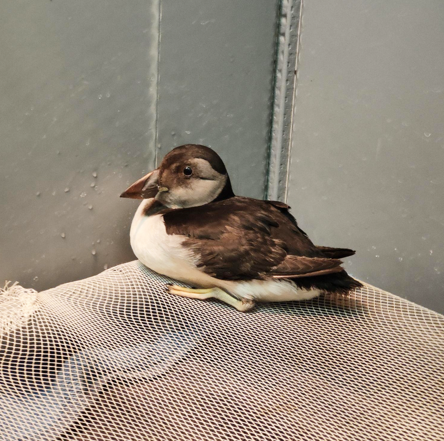 Comment aider la faune sauvage en détresse avec la LPO ?  Audenge