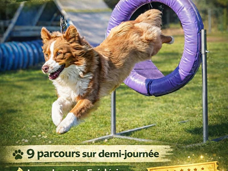 Concours canin Agility Club Canin de Francaltroff Francaltroff 2026-06-07