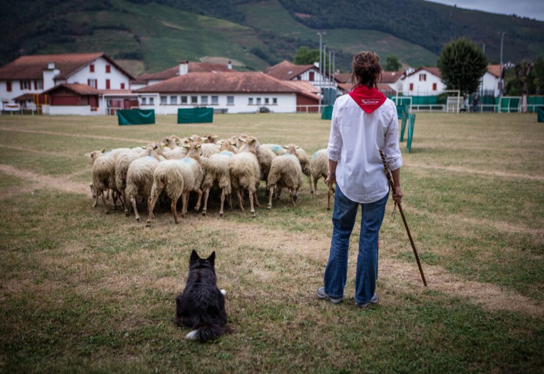 Concours de chiens de berger Saint-Étienne-de-Baïgorry