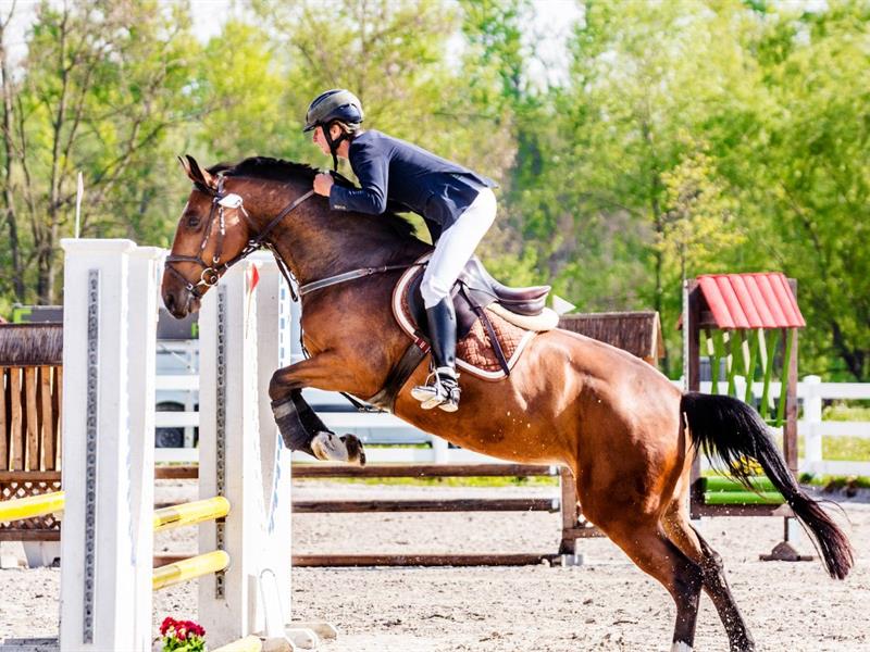 Concours de saut d’obstacles