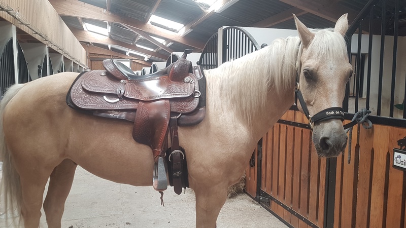 Concours équitation western Champ Rocher Lingé 2026-04-12